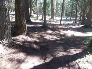 Wooded property after a fire-prevention cleanup
