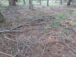 Wooded property before a fire-prevention cleanup